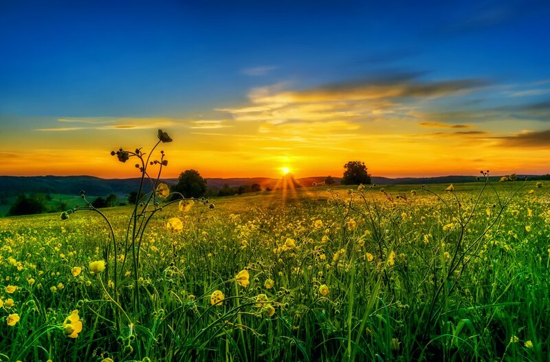 Yellow Flower Field — Green, Serene, Sunset