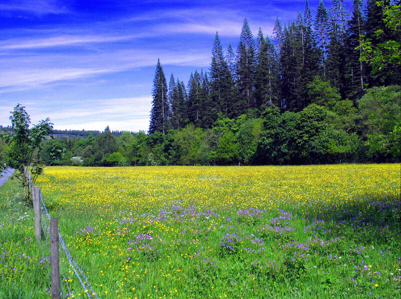 Yellow Flower Field — Green, Serene