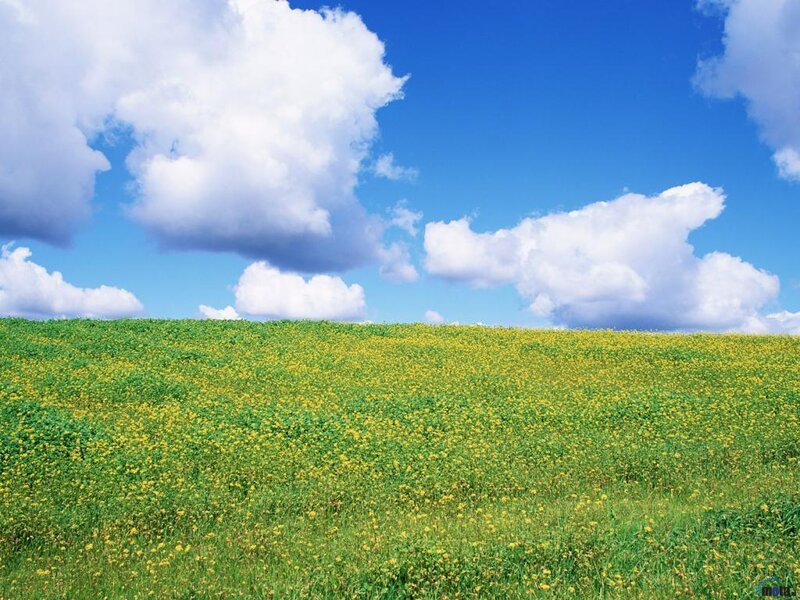 Yellow Flower Field — Green
