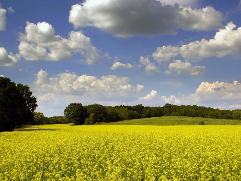 Yellow Flower Field — Hills