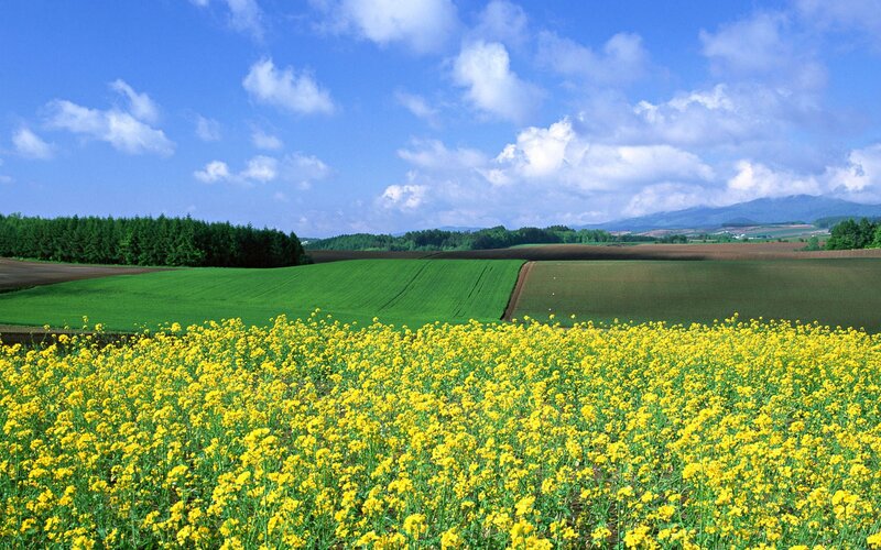 Yellow flower field in rural landscape