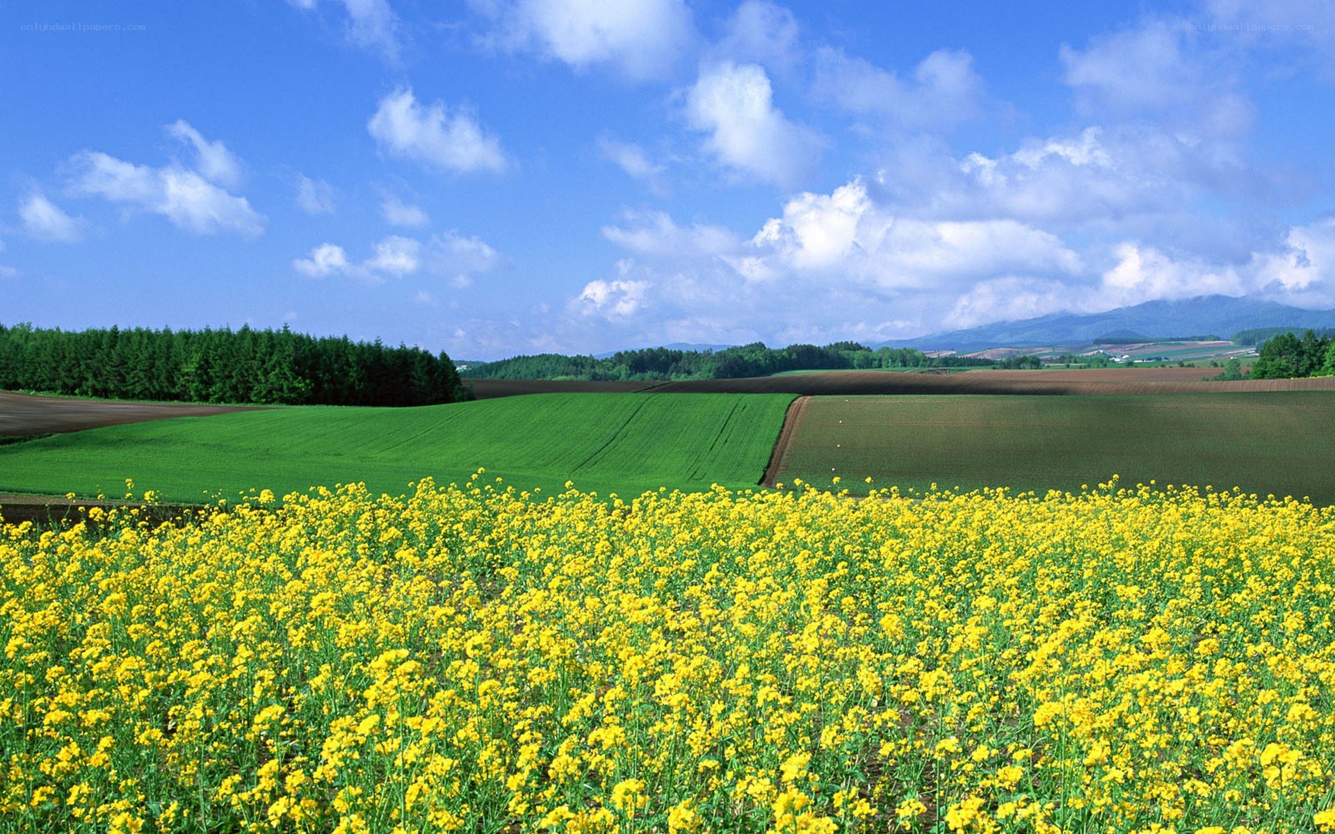 Yellow flower field in rural landscape
