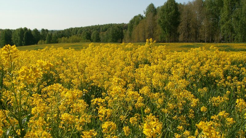 Yellow flower field in spring