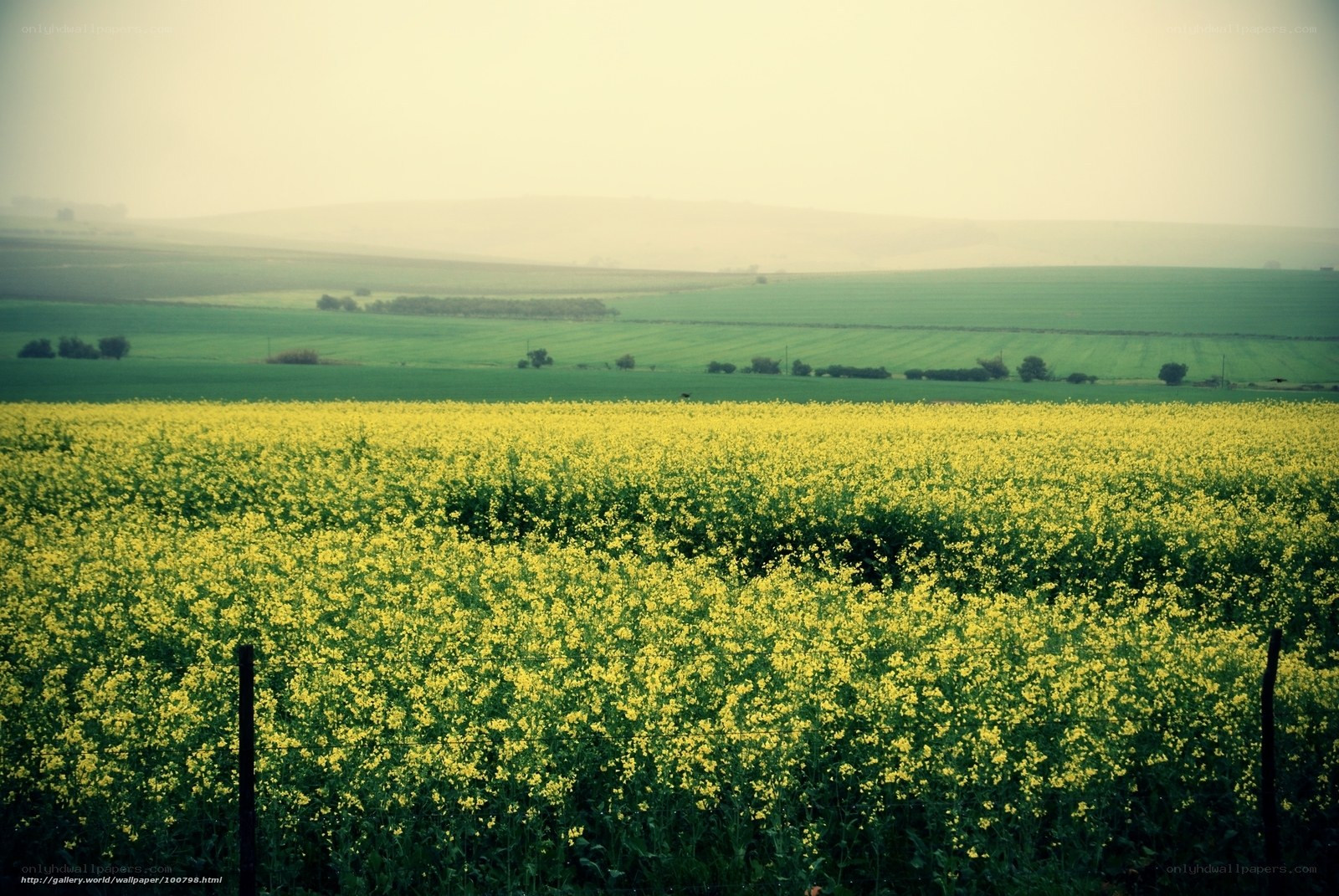 Yellow flower field landscape