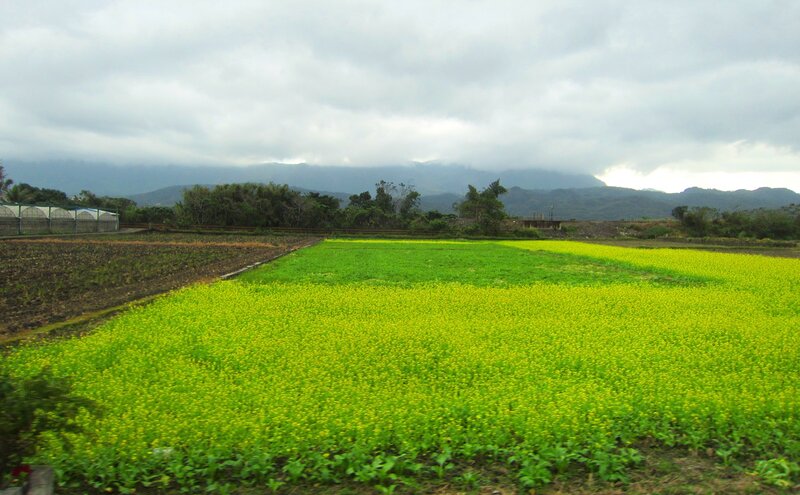 Yellow Flower Field — Overcast, Afternoon