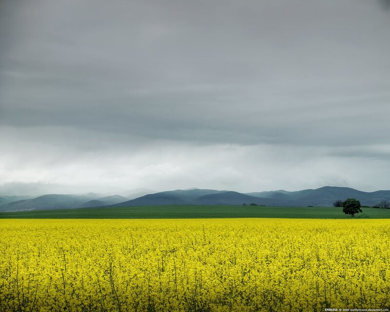 Yellow Flower Field — Overcast, Spring