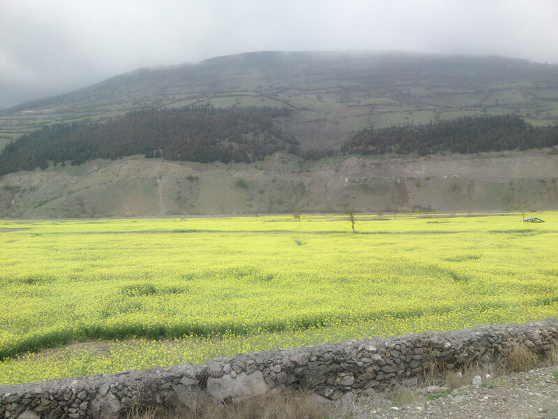 Yellow Flower Field — Overcast