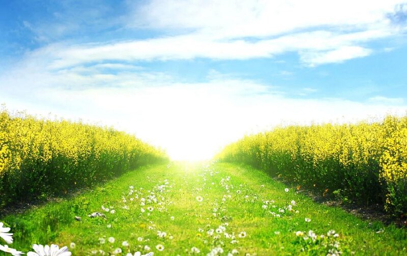 Yellow Flower Field Path
