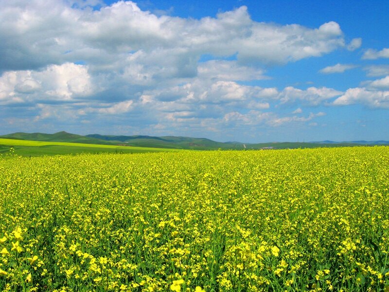 Yellow Flower Field — Serene, Afternoon, Photograph, Clouds, Hills