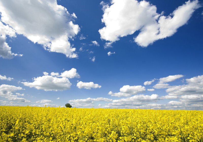 Yellow Flower Field — Serene, Afternoon, Photograph, Clouds, Sky, Tree