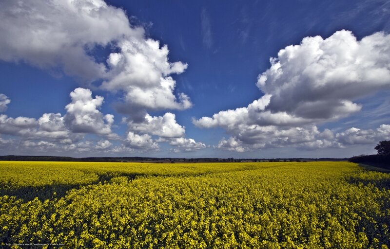 Yellow Flower Field — Serene, Afternoon, Photograph, Clouds, Sky, Trees, Blue