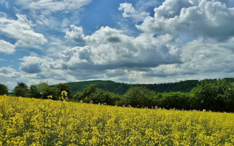 Yellow Flower Field — Serene, Afternoon, Photograph, Clouds, Trees