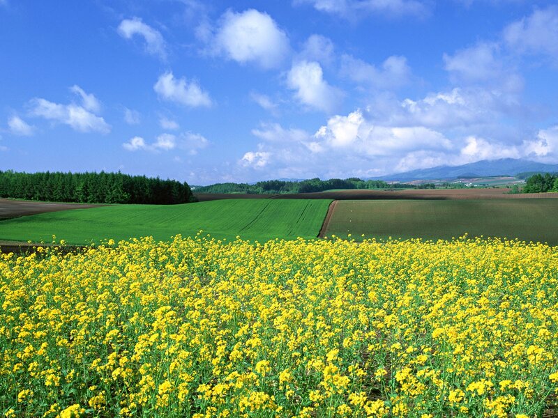 Yellow Flower Field — Serene, Afternoon, Photograph, Green Fields, Trees, Mountains