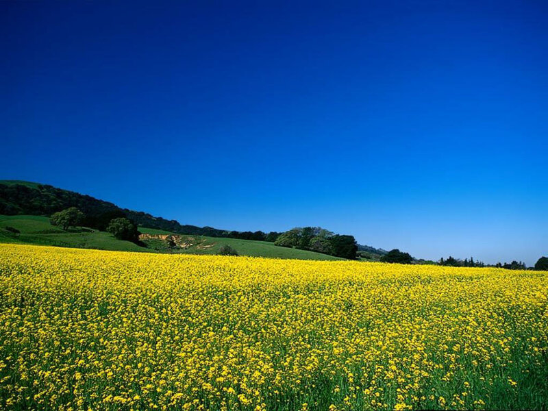 Yellow Flower Field — Serene, Afternoon, Photograph, Hills