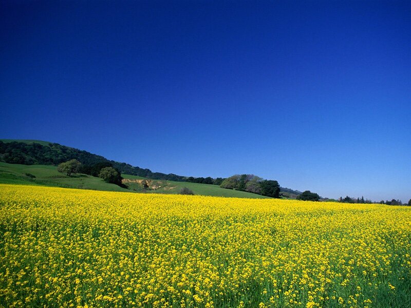 Yellow Flower Field — Serene, Afternoon, Photograph, Hills, Trees, Sky