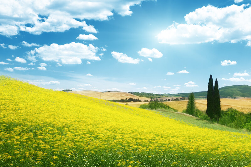 Yellow Flower Field — Serene, Afternoon, Photograph, Hills, Trees