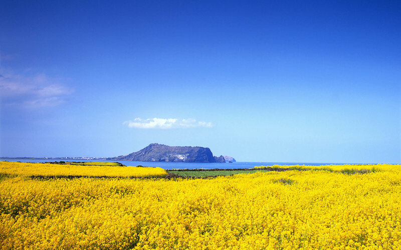 Yellow Flower Field — Serene, Afternoon, Photograph, Island
