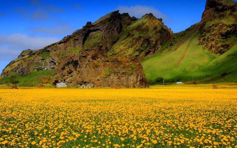 Yellow Flower Field — Serene, Afternoon, Photograph, Mountain, Hills