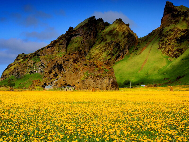 Yellow Flower Field — Serene, Afternoon, Photograph, Mountain, Hut