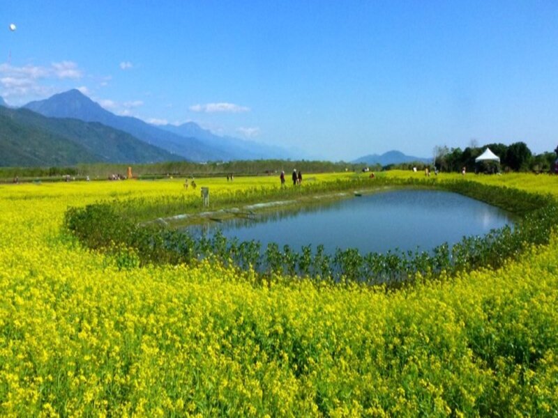 Yellow Flower Field — Serene, Afternoon, Photograph, Mountains, Pond