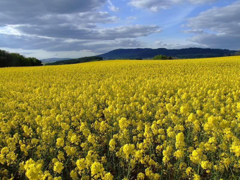 Yellow Flower Field — Serene, Afternoon, Photograph, Mountains, Sky