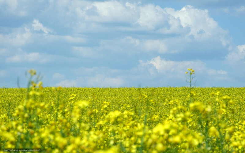Yellow Flower Field — Serene, Afternoon, Photograph, Sky, Clouds, Flowers