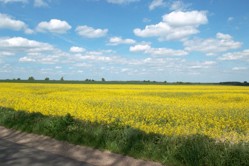 Yellow Flower Field — Serene, Afternoon, Photograph, Sky, Clouds, Road