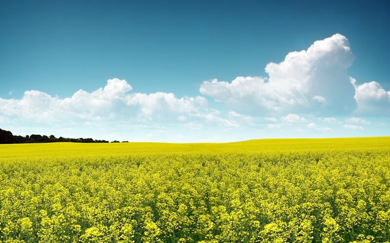 Yellow Flower Field — Serene, Afternoon, Photograph, Sky, Clouds, Trees, Blue, White