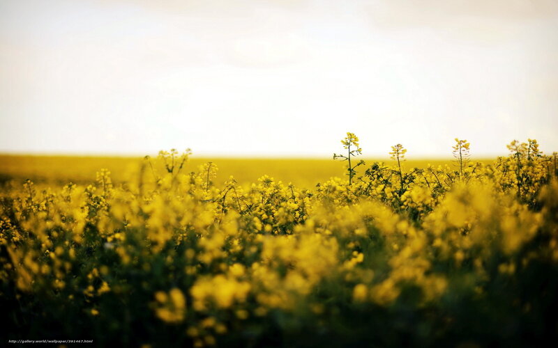 Yellow Flower Field — Serene, Afternoon, Photograph, Sky, Plants