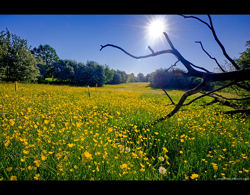 Yellow Flower Field — Serene, Afternoon, Photograph, Sun, Tree Branch