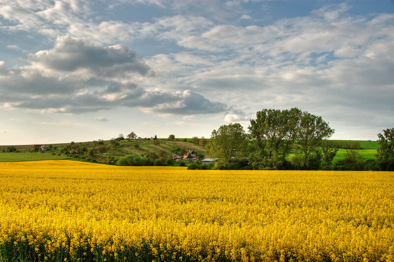 Yellow Flower Field — Serene, Afternoon, Photograph
