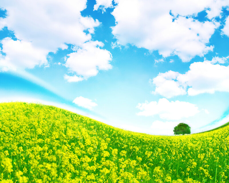 Yellow Flower Field — Serene, Afternoon, Photograph, Tree