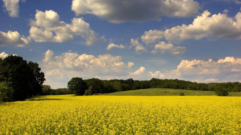 Yellow Flower Field — Serene, Afternoon, Photograph, Trees, Clouds, Hills, Blue