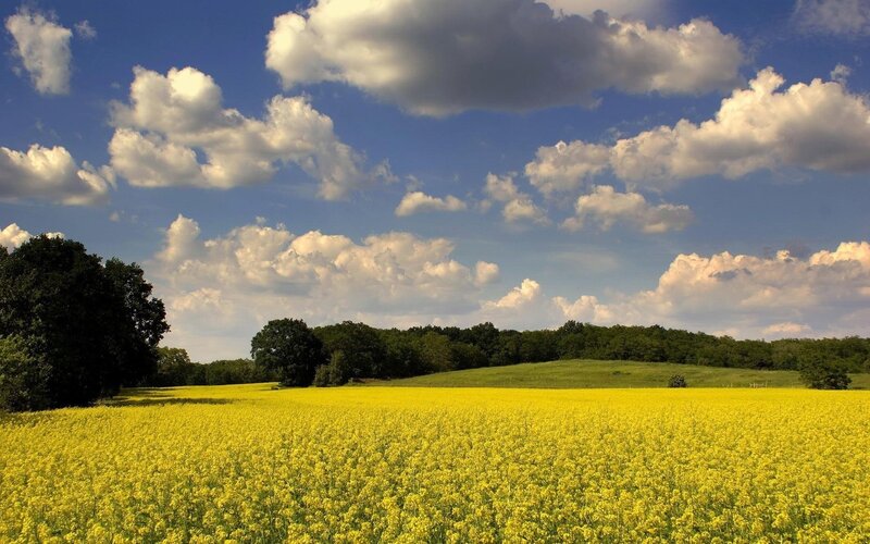 Yellow Flower Field — Serene, Afternoon, Photograph, Trees, Clouds, Hills