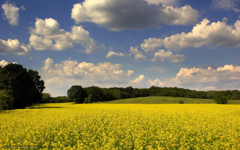 Yellow Flower Field — Serene, Afternoon, Photograph, Trees, Clouds