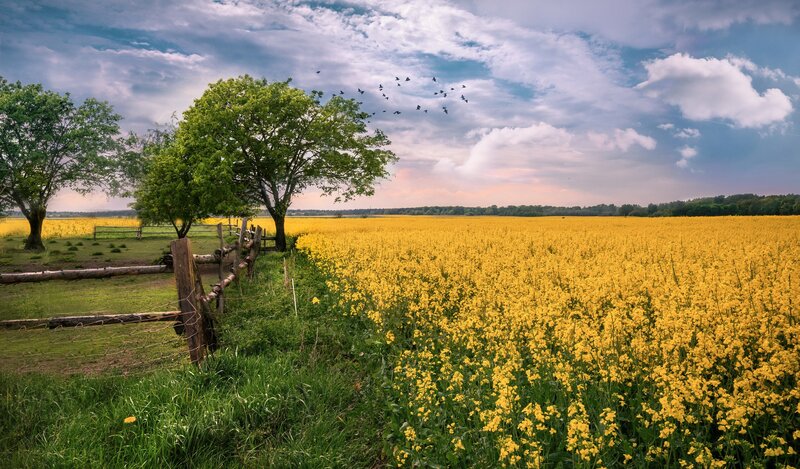 Yellow Flower Field — Serene, Afternoon, Photograph, Trees, Fence
