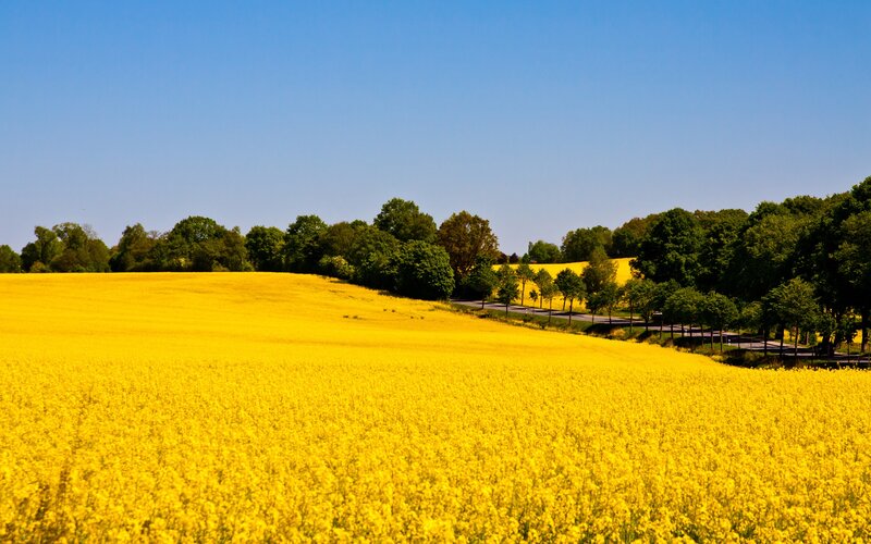 Yellow Flower Field — Serene, Afternoon, Photograph, Trees, Road