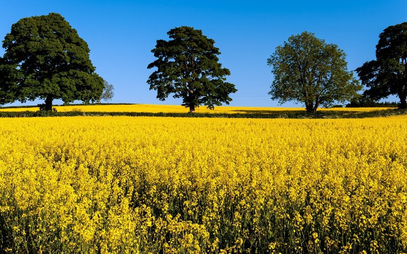 Yellow Flower Field — Serene, Afternoon, Photograph, Trees, Sky, Green, Blue