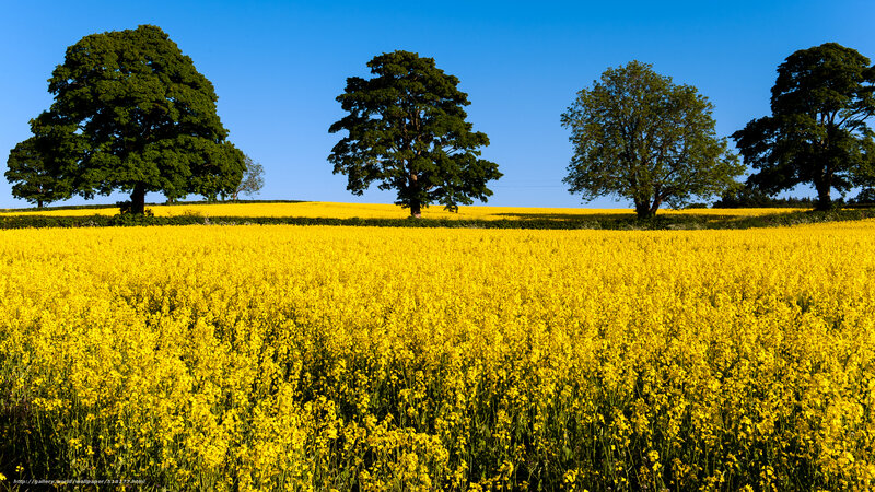 Yellow Flower Field — Serene, Afternoon, Photograph, Trees, Sky, Green