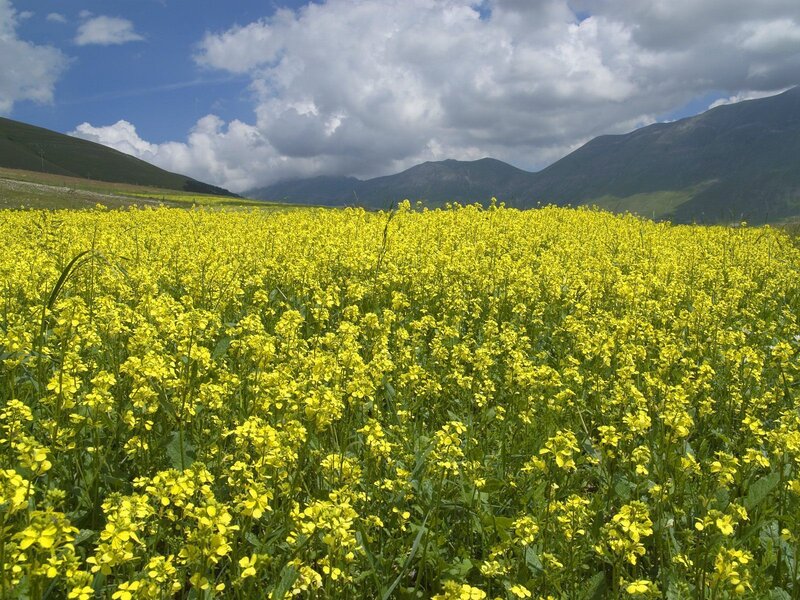Yellow Flower Field — Serene, Afternoon