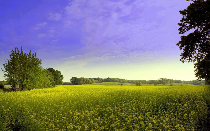 Yellow Flower Field — Serene, Daytime