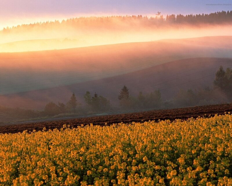 Yellow Flower Field — Serene, Morning, Photograph, Fog