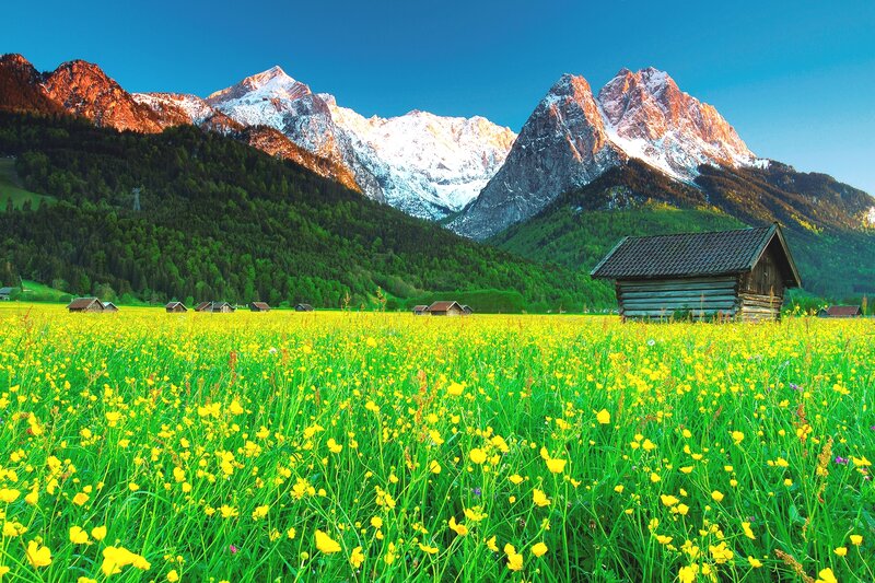 Yellow Flower Field — Serene, Morning