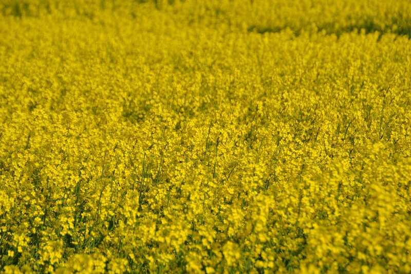 Yellow Flower Field — Serene, Spring, Photograph, Flowers