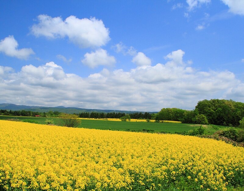 Yellow Flower Field — Serene, Spring, Photograph, Green Fields