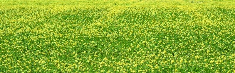 Yellow Flower Field — Serene, Spring, Photograph, Green Leaves