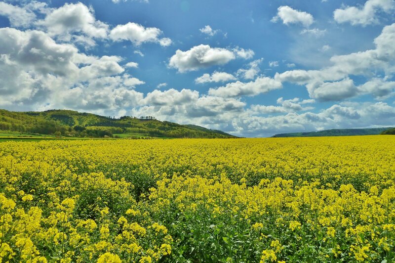 Yellow Flower Field — Serene, Spring, Photograph, Hills
