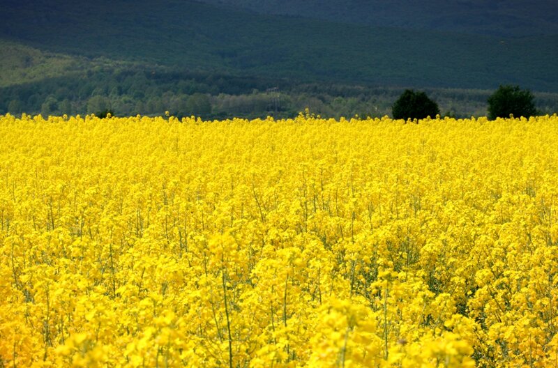 Yellow Flower Field — Serene, Spring, Photograph, Mountain