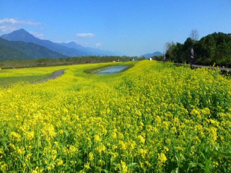Yellow Flower Field — Serene, Spring, Photograph, Mountains, Pond