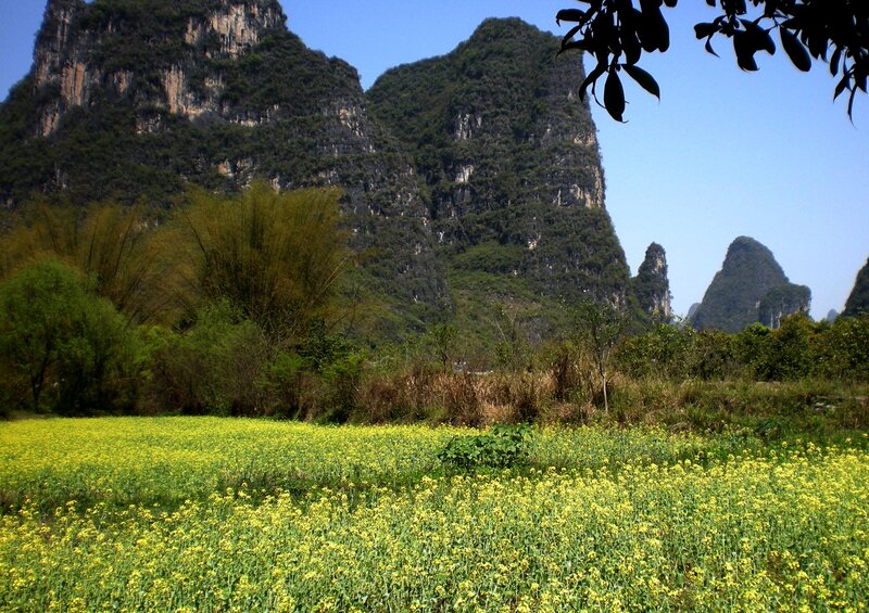 Yellow Flower Field — Serene, Spring, Photograph, Mountains